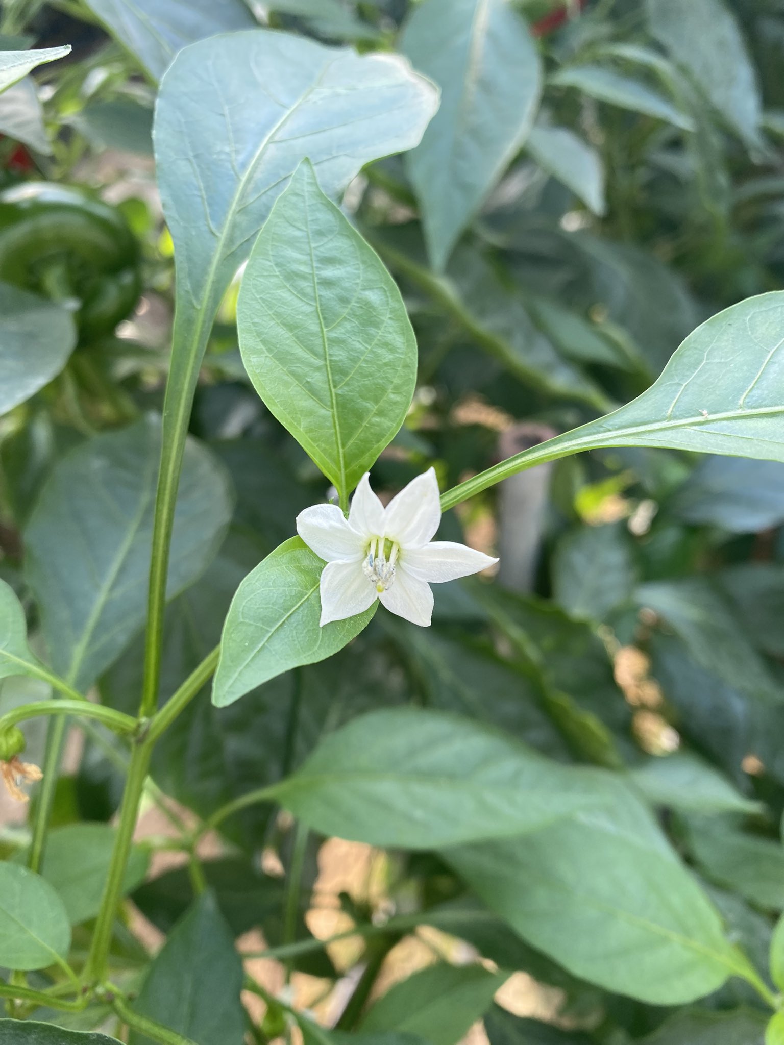 Ja宮崎経済連 Twitterissa これはカラーピーマンの花 カラーピーマンの色が違っても花の色は全て同じなんだそうです T Co Gk8ky7xrbb Twitter