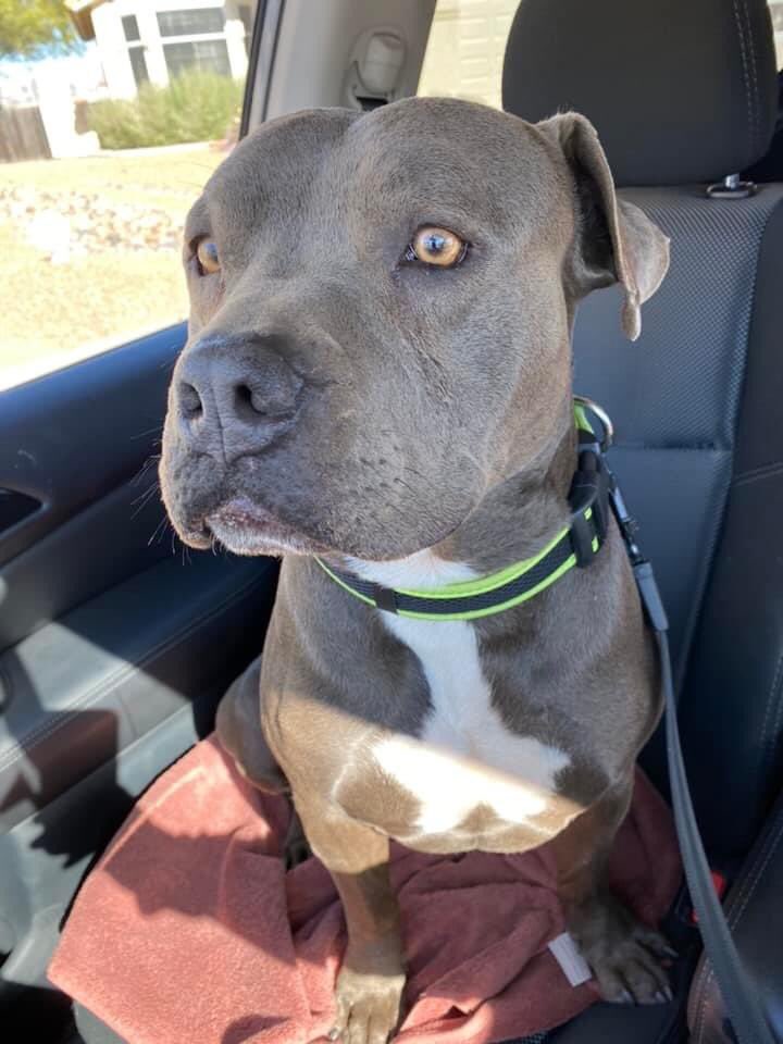sheaydon's tweet photo. Eastside Pup Found 🐶 Does anyone recognize this boy? Golflinks and Harrison dodging cars. Definitely not a baby and seems to be full grown. @whatsuptucson https://t.co/2KYFmznuny