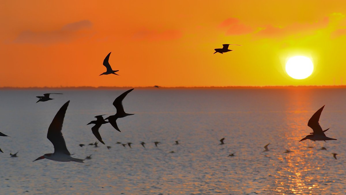 WRY999's tweet photo. Black skimmer #birds on the move at #sunset tonight over Laguna Madre. #birdphotography #TwitterNatureCommunity #sopadre #EnjoySPI https://t.co/Fjnq2qTFSD