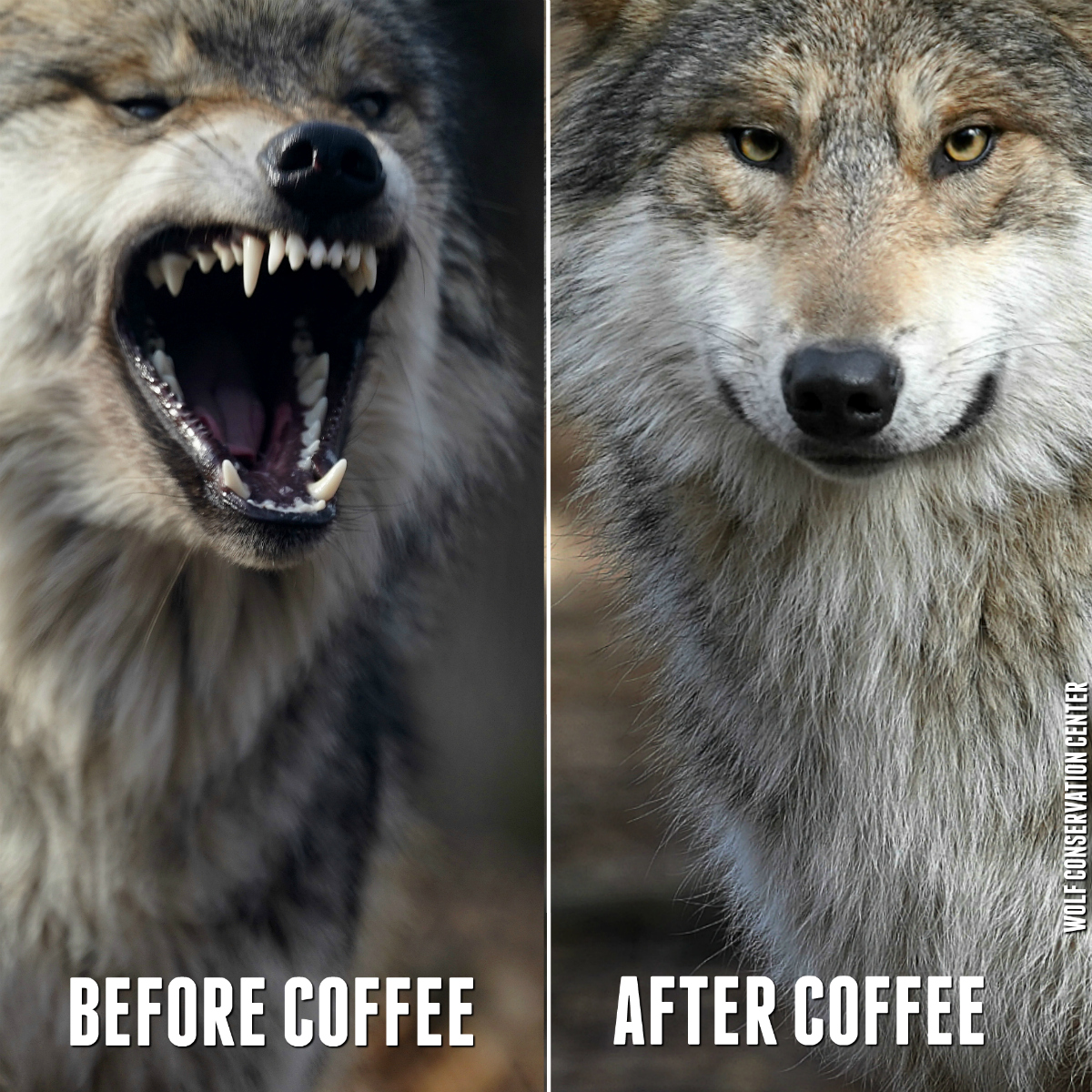 Wolves are essential. Coffee is too 🐺