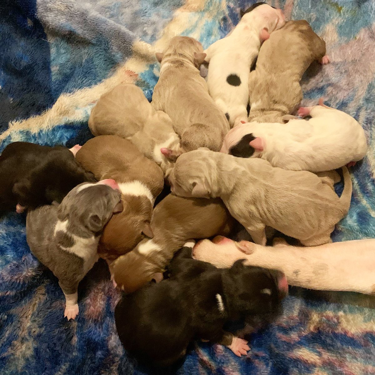 DomSoFit's tweet photo. My girl dropped a 🔥🌈 11 piece on #SuperBowl Sunday like it was nothin! ALL TRIs too! #ValorPremierK9s #AmericanBully #PUP #puppy https://t.co/zw0uj77U2B
