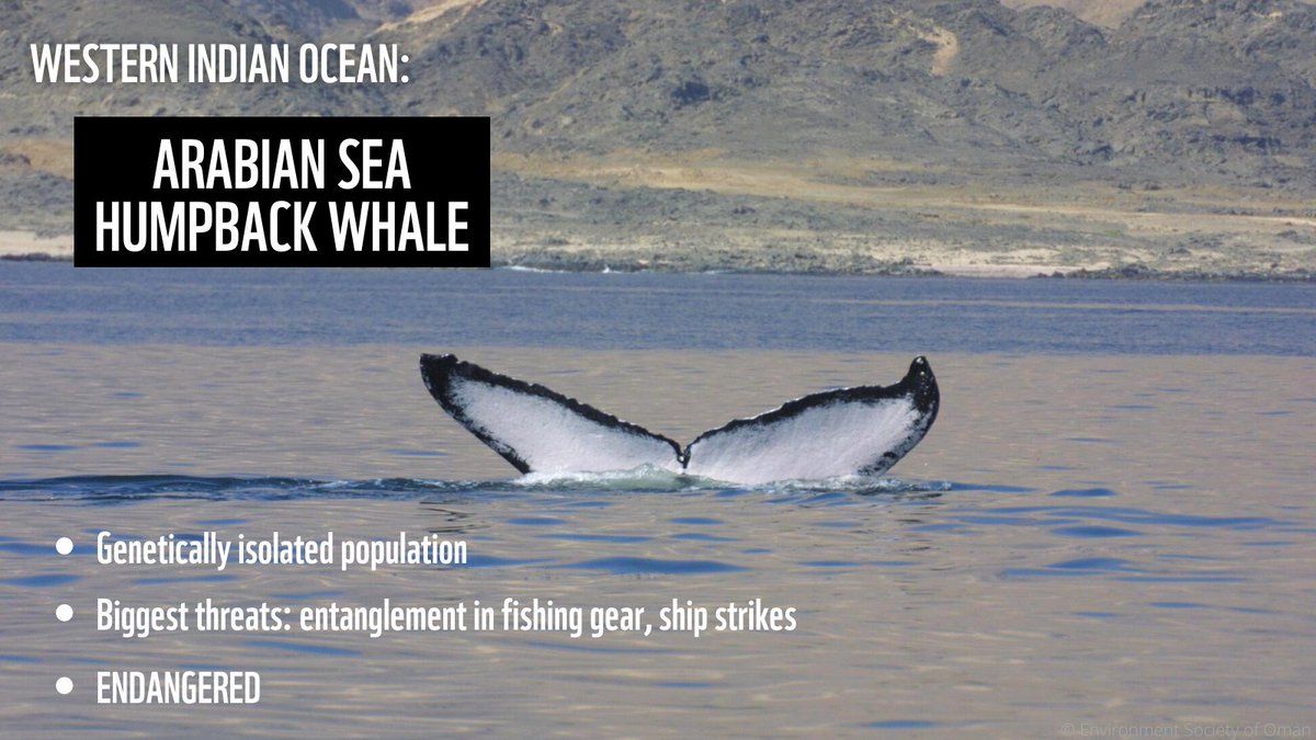 #Arabian Sea remains a very important fishing ground and has a high fishing effort with #gillnets, we need to ramp up our efforts to help develop robust and realistic mitigation measures and support transition of GNs to other gear #whales #bycatch #NoLimitsNoFuture 