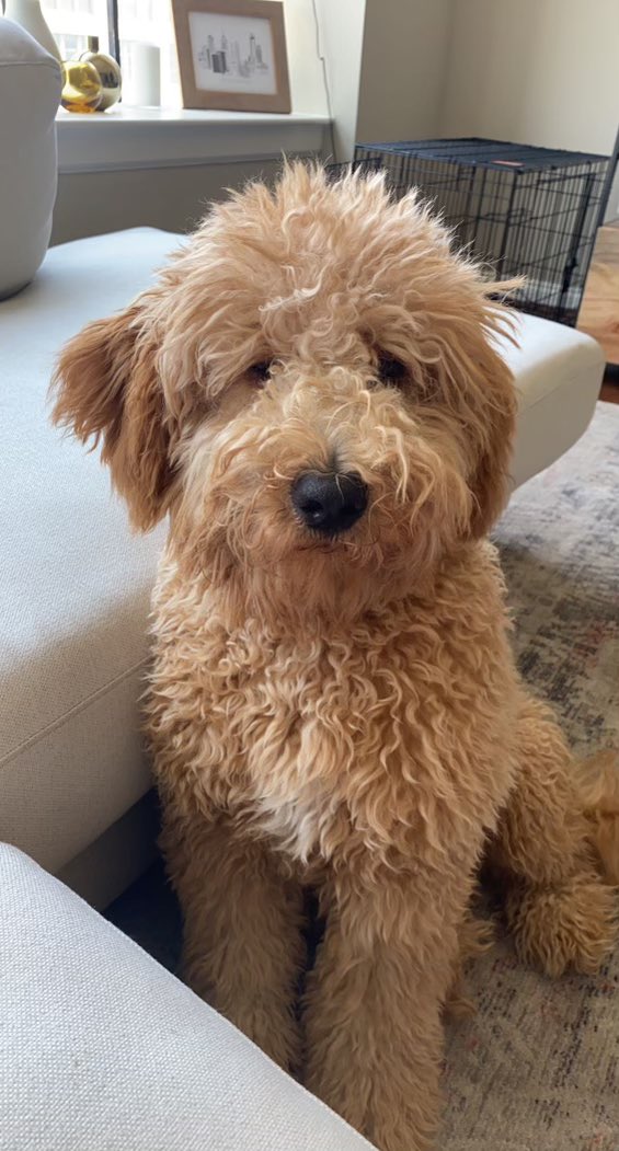 jackblack956's tweet photo. @dog_rates This is also Albie https://t.co/cKWp0Codwv