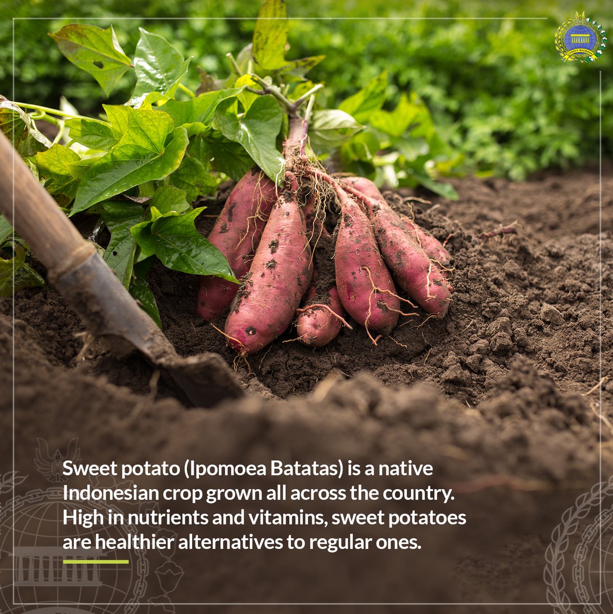 kbrisingapura's tweet photo. Sweet potatoes, nutrient-dense and in high demand on the global market
.
#IniDiplomasi #RintisKemajuan #IndonesianWay #kbrisingapura https://t.co/FHlcq9uaLq