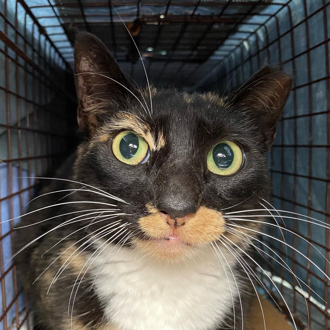 barncatnetwork's tweet photo. Tampa, Florida!!

Working Cat placement needed urgently for cats living in unsafe conditions!!

Contact @CatManChrisMeow if you can take in a pair or three! Or share to spread the word!

📸 by Chris Poole IG as well! 

#CatsOnTwitter #CatsLivesMatter #feralcats #farmcat https://t.co/CS8mWbnh9t