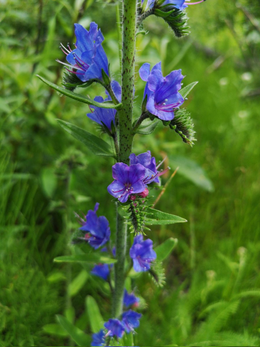 CalvinEDeJong's tweet photo. Viber bug-loss flower 

This is rare flower spices in our area. The habitat for these amazing plants are being destroyed by logging and developers. 

#Lumby #BC #saveourenvironment #saveourecosystem https://t.co/RSFPvQWsGg