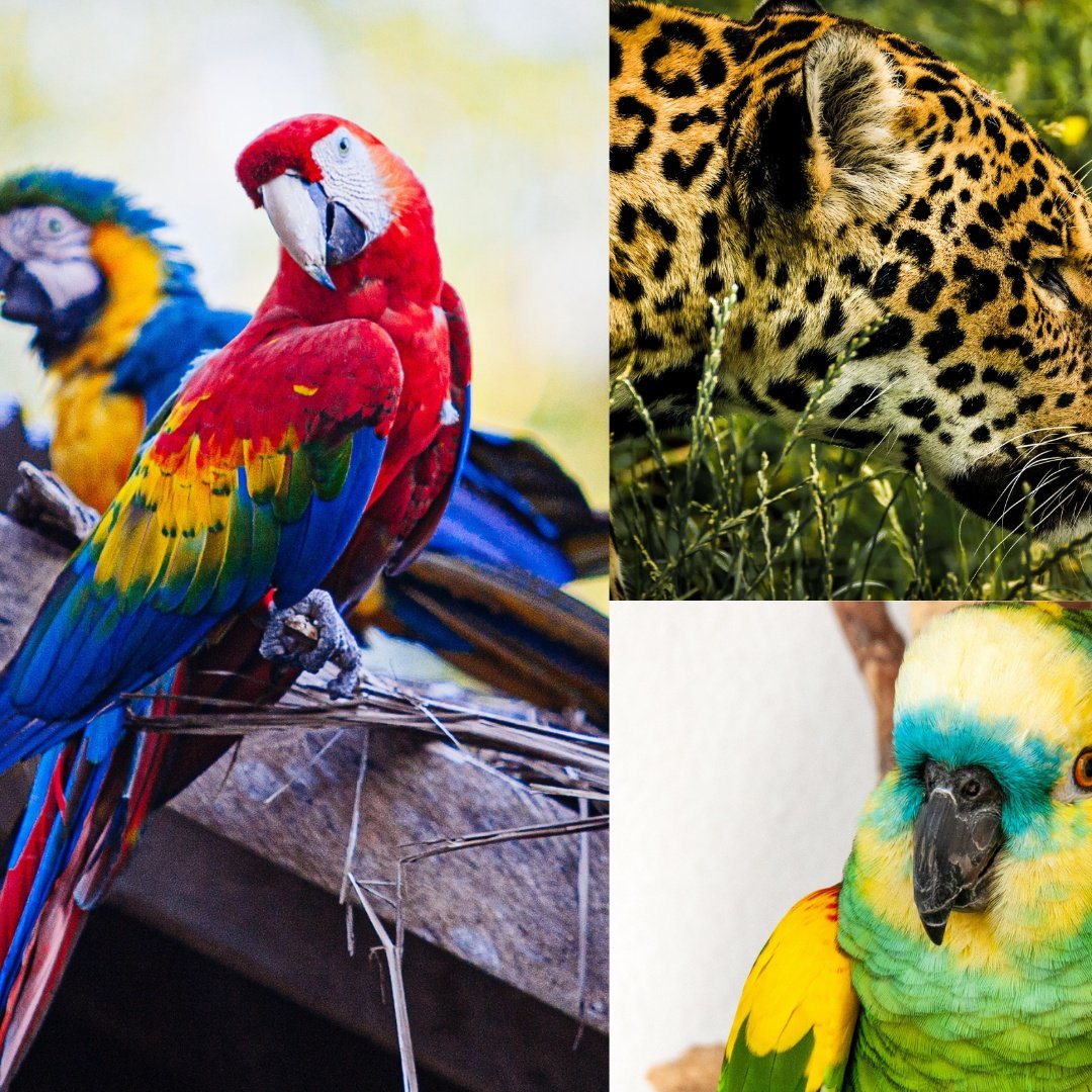 Amazônia preservação e a solução.