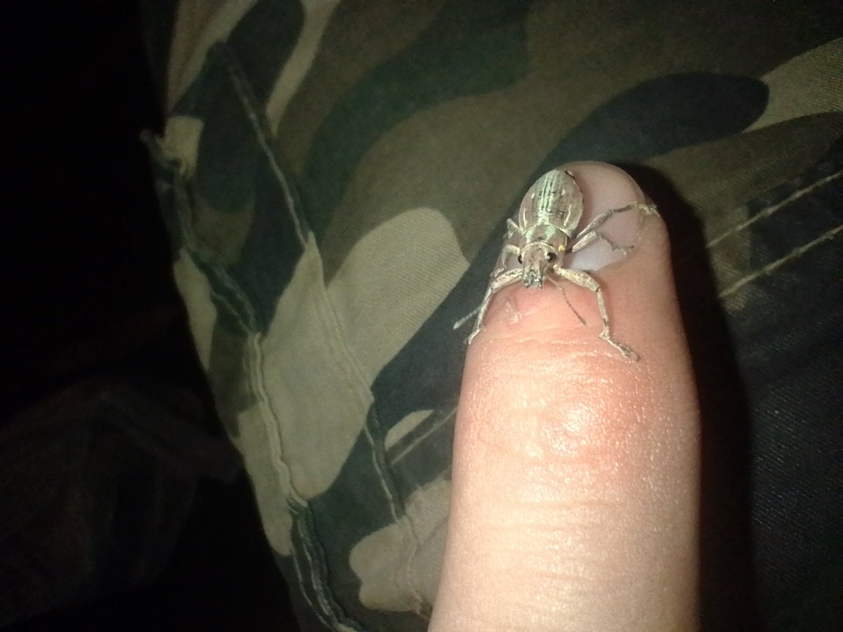 BornToBoozee's tweet photo. You're my friend now.
#MEMES #Naupactus_Xanthographus https://t.co/MRGpPzAvpl