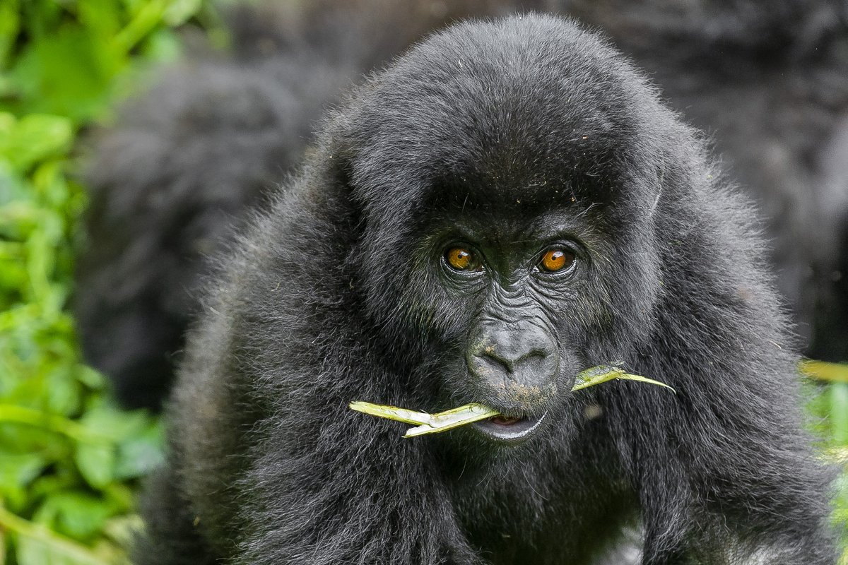 Servus TV hat die wunderbare Dokumentation „Wildes Uganda“ gedreht, in der das Leben von Silberrücken und Co. eindrücklich gezeigt wird.
Unter folgendem Link gelangt ihr zum Film: servustv.com/natur/v/aa-1ph…
📷 Andreas Klotz
#UgandaEntdecken #UniquelyOurs #PearlofAfrica