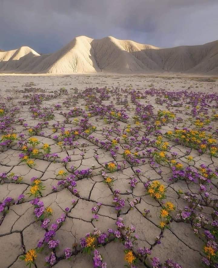 sirib268's tweet photo. Even this soil trying to bloom to it's best...let's save soil
#savesoil
#ConsciousPlanet https://t.co/a3YlRI73yo