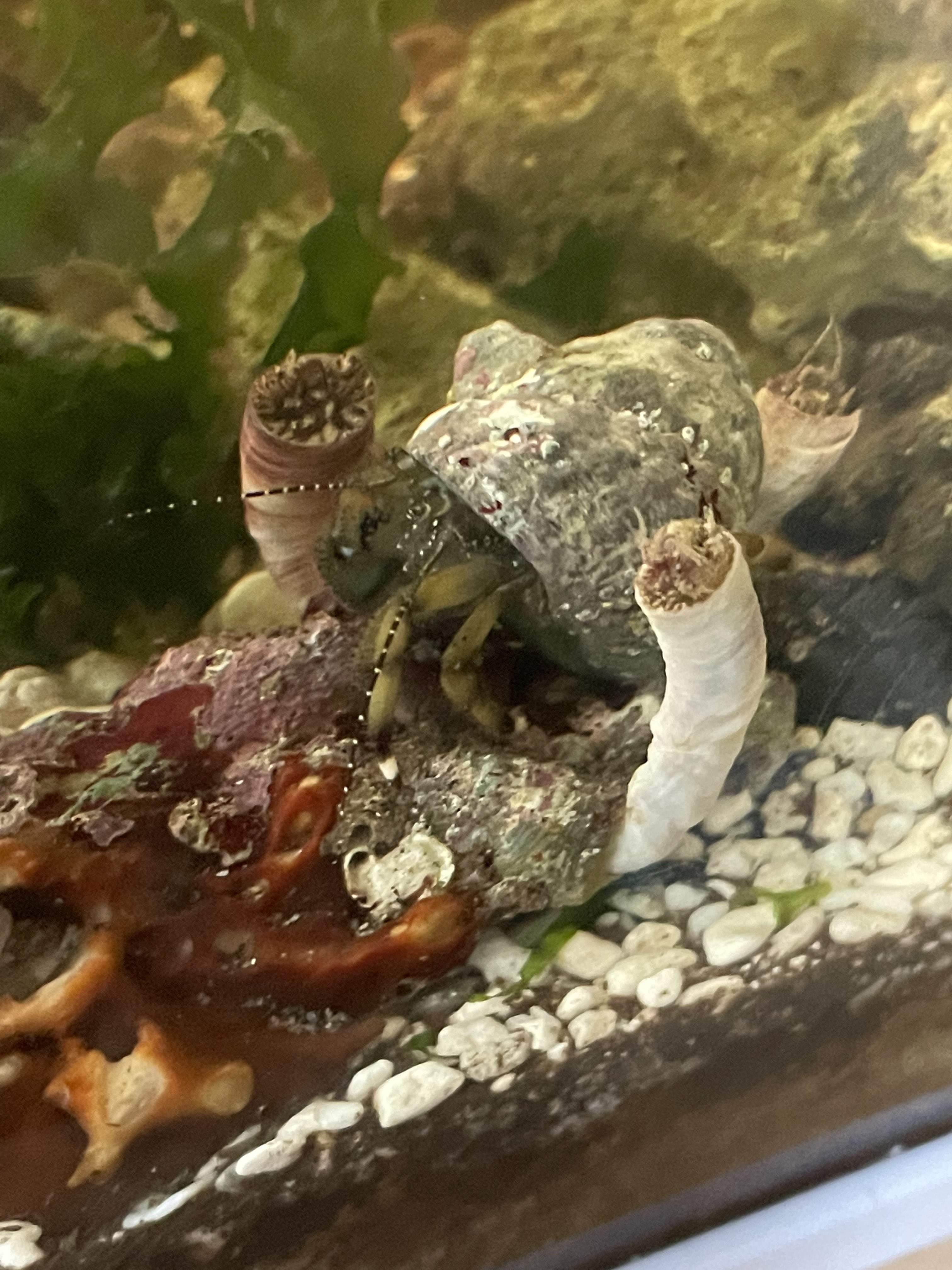 やどッター Yadotter Twitter