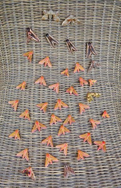 Hawk-moths from my garden light trap. If anyone doubts that our gardens are full of life, colour and fascinating creatures even at night, then I would urge them to switch on a UV bulb and be prepared to be amazed! Mind-blowing! #MothsMatter #LoveNature