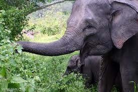QinweiS's tweet photo. #39canimals 
do you know that elephants can spread tree's seeds just like bees can spread pollens? https://t.co/AcwEMGU61E