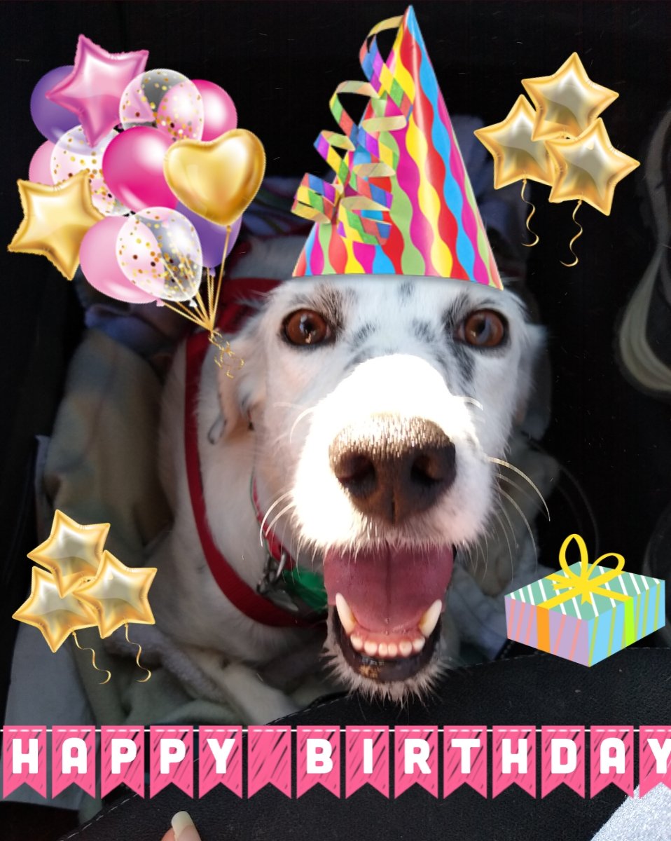 🎂🎉HAPPY BIRTHDAY Wilf🎉🎂
Today is your Birthday yet I'm the one having the best gift in the world, you!!😍💖
Hoping today stands out &amp; your day's filled with lovely memories to cheerish forever!✨
Love you with all our heart!💖
Molly &amp; Auntie S
<a href="/WilfandErnie/">Wilf and Ernie 🐶🐶💕💕</a>
