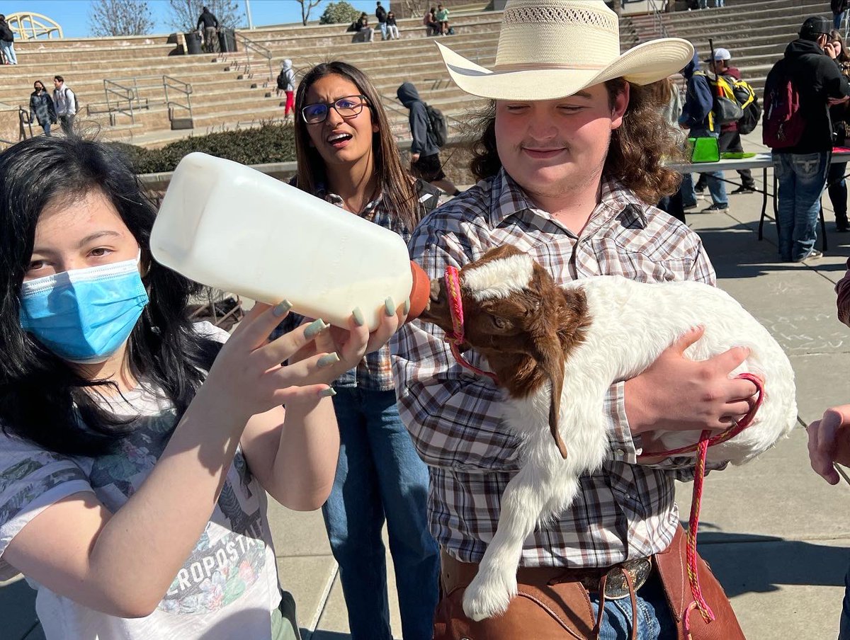 Buhach Colony FFA tweet media