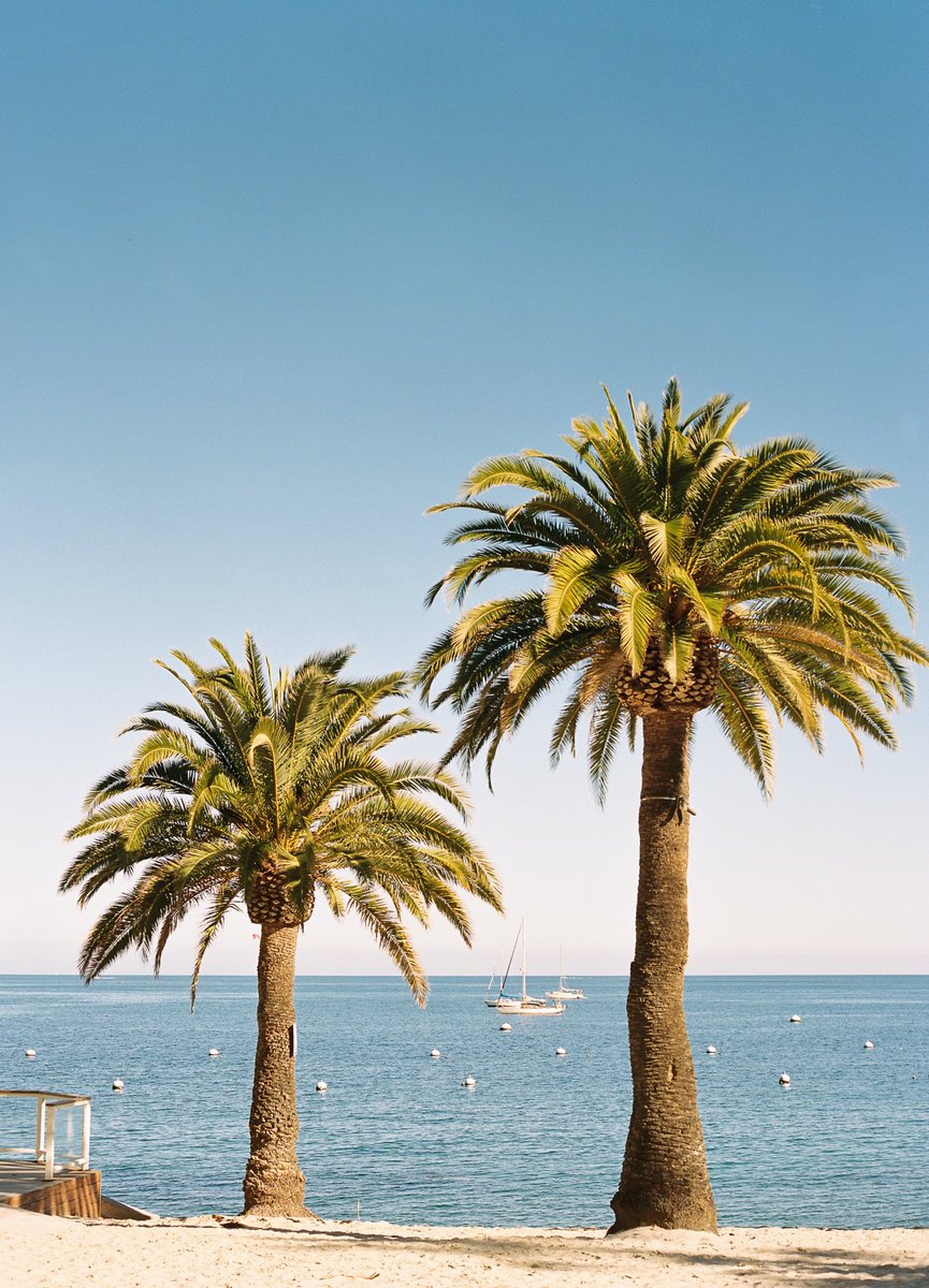 Catalina palm trees on 120 film