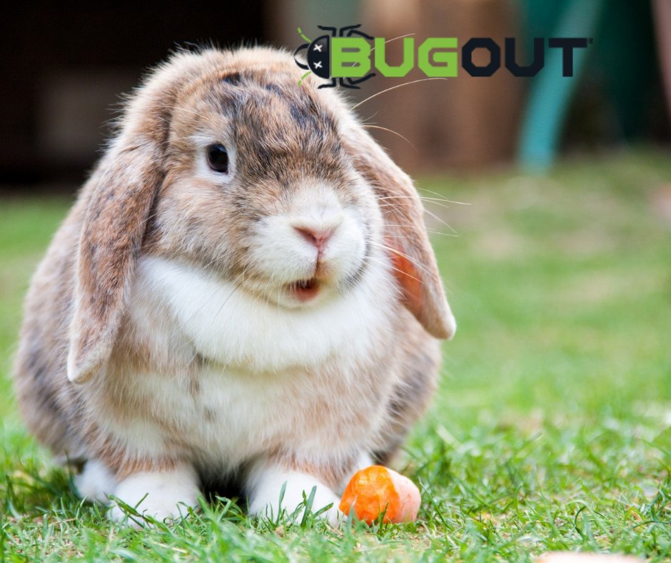 BugOut_Service's tweet image. Could Florida be the newest home to a potentially deadly and highly-contagious virus impacting rabbits? Read more below!

Need pest control ? Visit bugoutervice.com/pest-control NOW!

Article: wptv.com/lifestyle/pets…