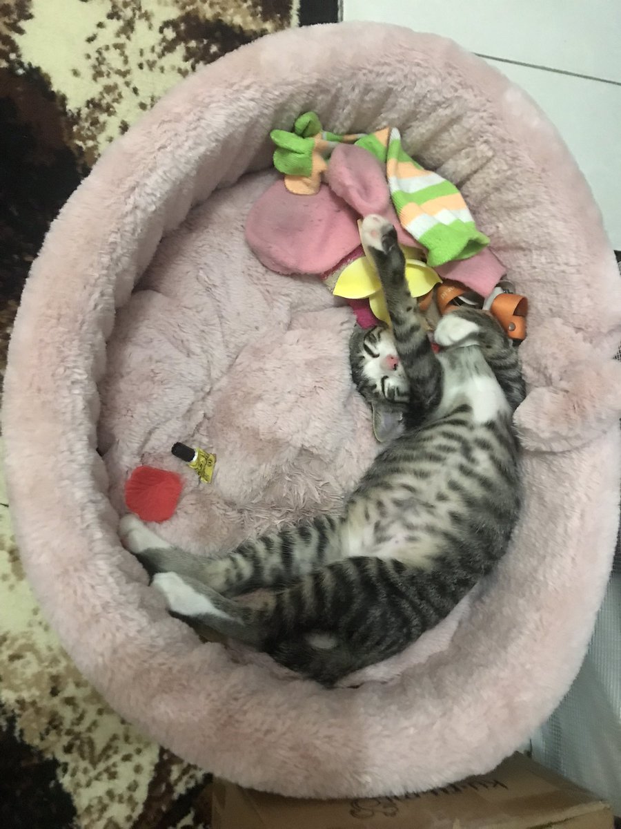 oa_leonora's tweet photo. What's your dream???🥰 #whiskas https://t.co/jdOG5Xf55I
