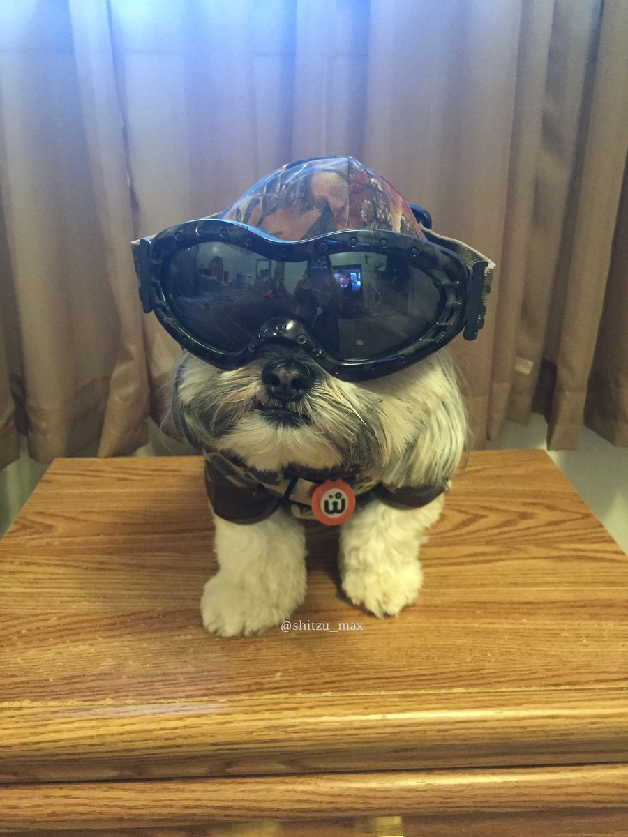 shihtzu_max's tweet photo. @DEADLINE I’m ready if they need another bomb sniffing dog #SEALTeam https://t.co/rxv20UpGit
