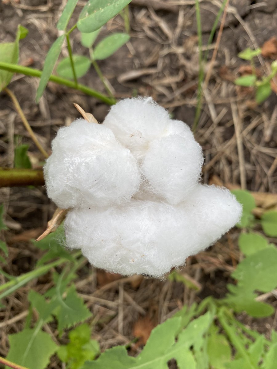 1agro's tweet photo. #cotton22 first open boll in the South Burnett 👏👏👏in a block the floods didn’t get to https://t.co/pZRp1gVEV4
