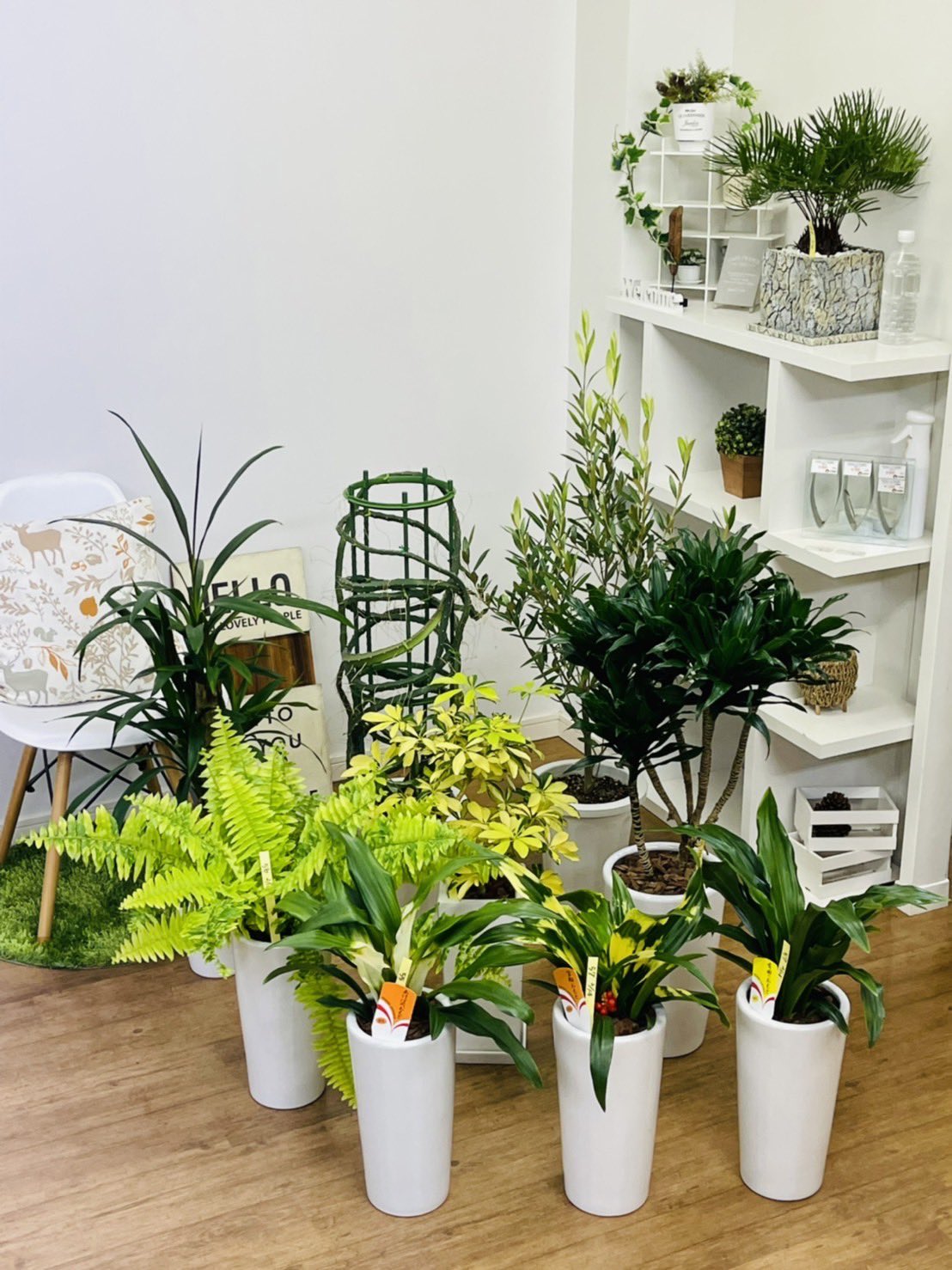 観葉植物のお店 E Ran 2月14日入荷の植物達です 昔から愛されお祝いの品として喜ばれるオモト3種入荷しました 育てやすく上品な見た目でも人気者 観葉植物専門店イーラン 観葉植物のある暮らし 鹿児島 おうち時間 塊根植物 観葉植物専門店e Ran