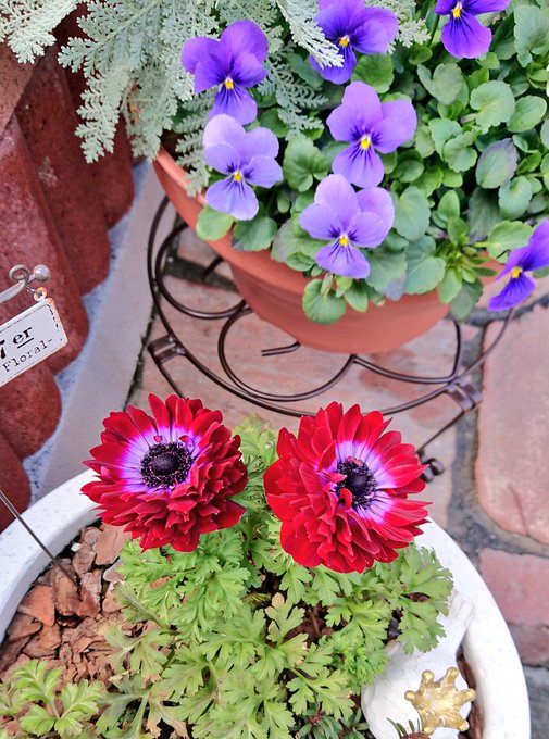 最近お天気良いからか綺麗に咲いてくれてる～嬉しいな✨😸 