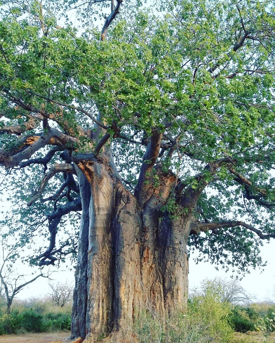 Captain_GreenKe's tweet photo. DID YOU KNOW that
baobabs can store up to 100,000 liters of water in their wide trunks?Β Elephants instinctively know that so in the dry season when water is scarce they will look for baobab trees to quench their thirst
#savetrees
#protecttrees
#FactsAboutTrees
#CaptainGreen https://t.co/3rexGez7DO