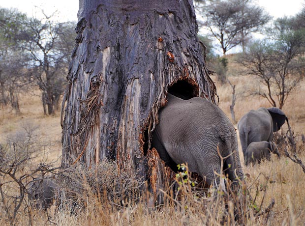 Captain_GreenKe's tweet photo. DID YOU KNOW that
baobabs can store up to 100,000 liters of water in their wide trunks?Β Elephants instinctively know that so in the dry season when water is scarce they will look for baobab trees to quench their thirst
#savetrees
#protecttrees
#FactsAboutTrees
#CaptainGreen https://t.co/3rexGez7DO