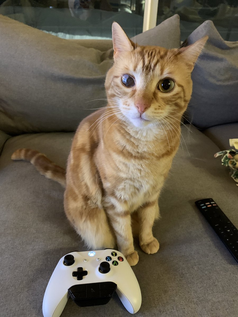 jay_weiss's tweet photo. She just might be the world’s most photogenic kitten https://t.co/SryCks0zuF