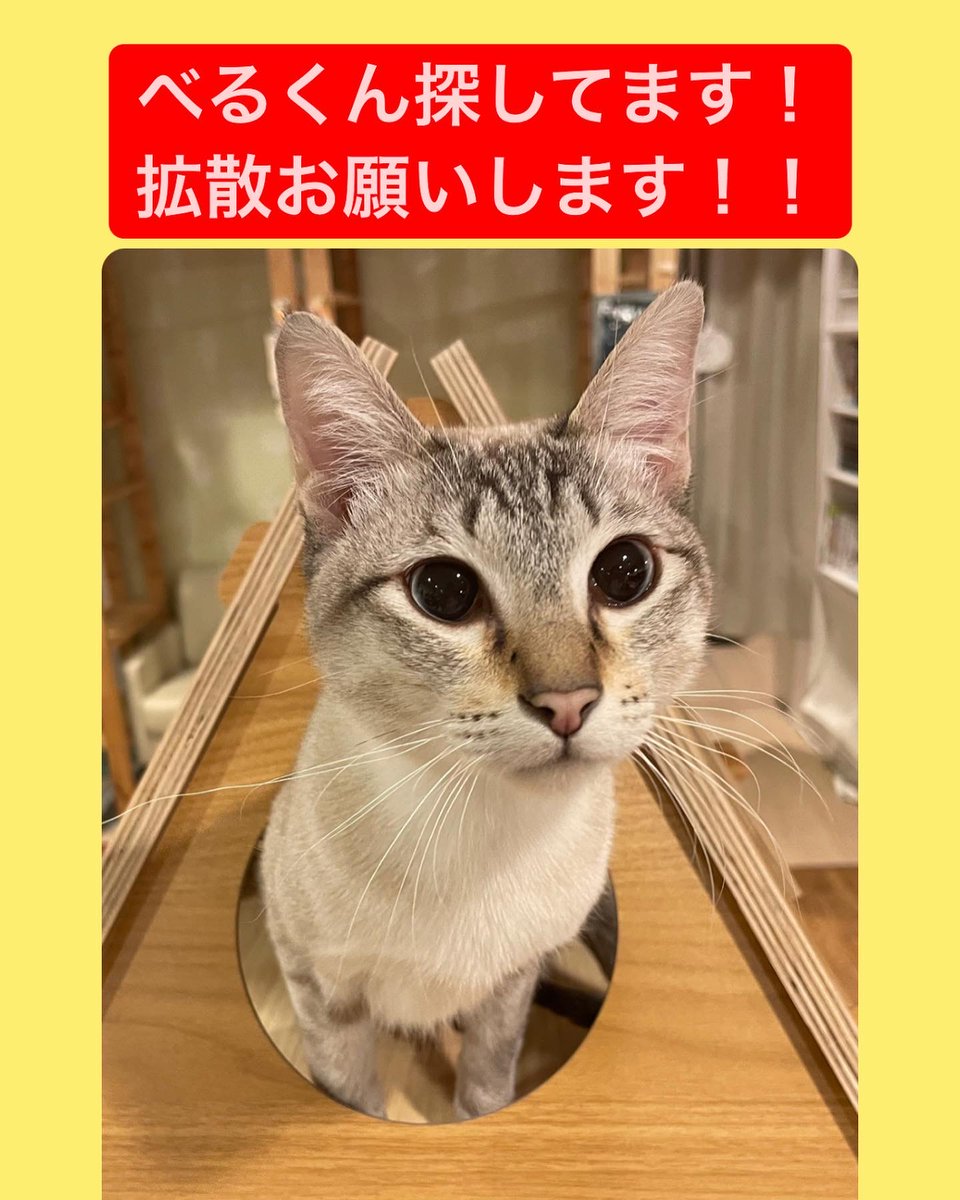 nekomaru_champ's tweet photo. ⚠️拡散をお願いします⚠️
2/15 午前1時頃
新宿区でシャムミックスのベルくんが脱走しました。
最後の目撃場所は新宿区しんかいばし児童遊園です。
目撃情報等、些細なことで構いません。
猫まるカフェまでご連絡お願いします。
7．8ヶ月去勢済みの男の子です。
目は薄いブルー、細身でまだ小さいです。 https://t.co/7ASOz7gxiw
