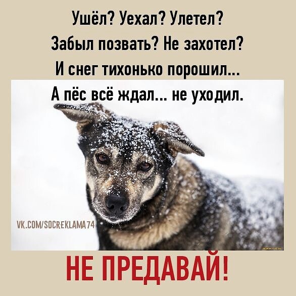 VampMarika's tweet photo. У нас, до сих пор бегают брошенные после дачного сезона кошки и собаки..... https://t.co/W0c1T5YRq2