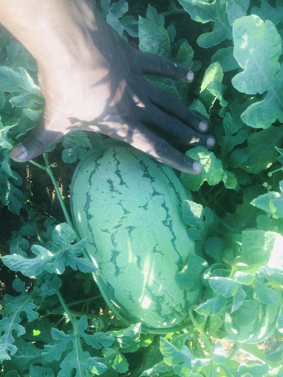 mohamed92494949's tweet photo. Three different varieties of watermelons farmed @Cumogadishu. Two of the three varieties were new to our country. Sweet rose and Baggio F1.  But Crimson sweet is one of the most cultivated watermelon varieties in Somalia. However, the two newly introduced varieties thrived nicely https://t.co/UAY89FVIbu
