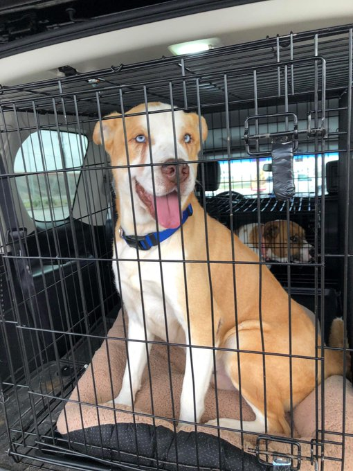 <a href="/Eneles53/">Eneles</a> <a href="/RoCoGB/">RoCo🇬🇧God Save The King🇬🇧</a> <a href="/444Metchi/">metchi 🌹🚀#IStandWithBritney</a> <a href="/angiespizelles/">Amore ☮️ & 💟 2012 - 2021</a> <a href="/ams1167/">Ginger</a> <a href="/beth_ballew/">Beth Ballew</a> <a href="/beakletkell/">Brenda</a> <a href="/danau717/">Dana J Ufkes</a> <a href="/DoraResists/">Dora</a> <a href="/GREENSPY/">Brad Williams</a> <a href="/Ivdiy2014/">Ivy 💗🐾🐕 🐿️🐈🐦🐬</a> <a href="/KathyMacLEAN16/">Kathy MacLEAN</a> <a href="/2gsddogs/">2GSD'S</a> <a href="/LiliaRodriguezF/">Lilia Rodriguez F</a> x.com/RoCoGB/status/…