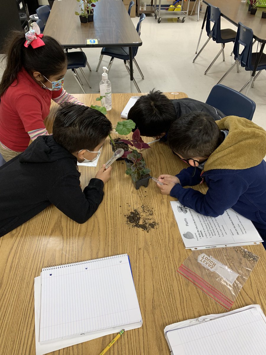 erikazavala191's tweet photo. It’s no secret🤫that I💗science & that my👩🏻🚀👨🏽🚀do as well. We💗getting to go to lab w @dwillems_NISD! Today we investigated similarities & differences between plants, parts of the plant & used sentence stems to work on our English writing. @michelleRfine @ms_mvela @NISDElemScience https://t.co/EYOvzhgOUB