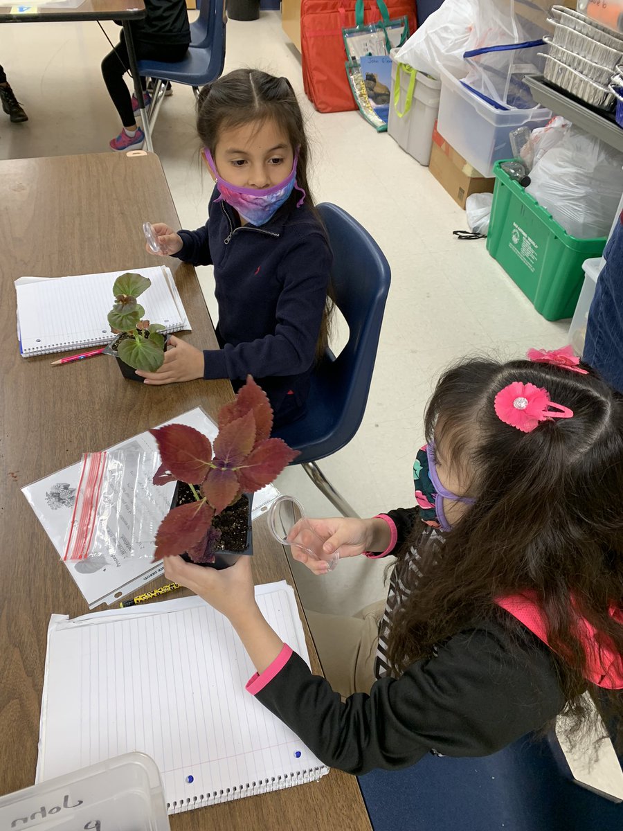 erikazavala191's tweet photo. It’s no secret🤫that I💗science & that my👩🏻🚀👨🏽🚀do as well. We💗getting to go to lab w @dwillems_NISD! Today we investigated similarities & differences between plants, parts of the plant & used sentence stems to work on our English writing. @michelleRfine @ms_mvela @NISDElemScience https://t.co/EYOvzhgOUB