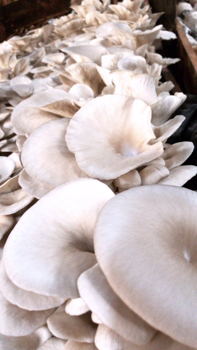 I sell fresh oyster mushrooms loves 🍄 
Stress my with your orders please 🙏🏾
<a href="/agafarmltd/">AGAFARM ltd</a>
