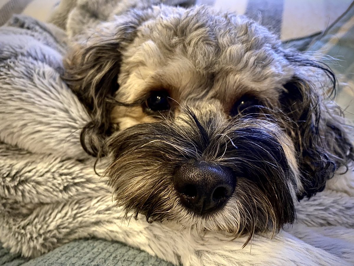 Malcolm_theCat's tweet photo. Apparently, Baby Dog needs to ask you to #boopmynose ?? I don’t know what this means but he’s asking me to ask you. He could have had a Guest Tweet but he suddenly felt SHY and didn’t like to ask for himself. Any takers? ❤️ #boop #boops #dogsoftwitter #dogs https://t.co/jkqV11cwpw