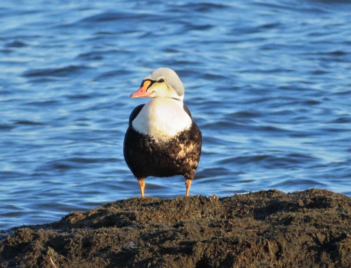 Richard Nelson tweet media