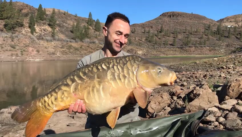 canarycarpfish's tweet photo. Beautiful Chira carp, great day trip clients with PBS being broken https://t.co/bfJ4GLn07O in the 🌞 #carpfshing #GranCanaria #canaryislands #officialnashtackle https://t.co/7dKb3hgB9J