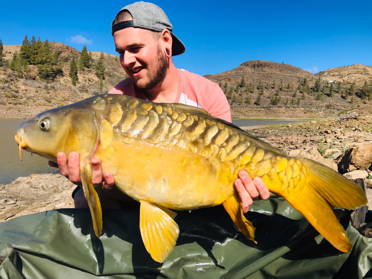 canarycarpfish's tweet photo. Beautiful Chira carp, great day trip clients with PBS being broken https://t.co/bfJ4GLn07O in the 🌞 #carpfshing #GranCanaria #canaryislands #officialnashtackle https://t.co/7dKb3hgB9J