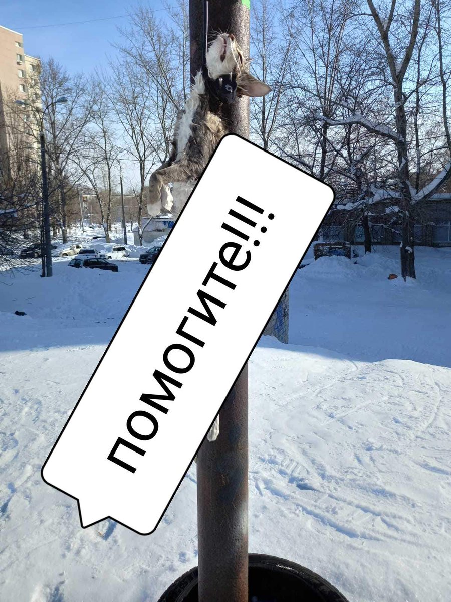 <a href="/SamMobilePriem/">Мобильная приемная Губернатора Самарской области</a>  <a href="/samara_in/">Администрация Самары</a> <a href="/adm_kir63/">Администрация Кировского района</a> <a href="/samaraguvd/">SamaraGUVD</a>  Просим помощи! В нашем микрорайоне объявился живодер!!! Около школы #79  повесили и распотрошили кошку! На всеобщее обозрение! Вокруг много домов, школы, садики! Просим принять меры и завести уголовное дело! До  беды недалеко!