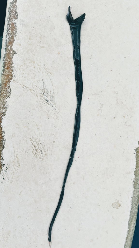 shinkaigyo_ch's tweet photo. A slender body fish!!
But a scary mouth.  So what do you want to eat?  The status of the head is amazing👀💦💦

#Japan,#Shizuoka,#Heda,#Deep_Sea,#Deep_Sea_Fish,#Suruga_Bay,#Traditional_Trawl_Fishing https://t.co/oSf8Q4wihQ