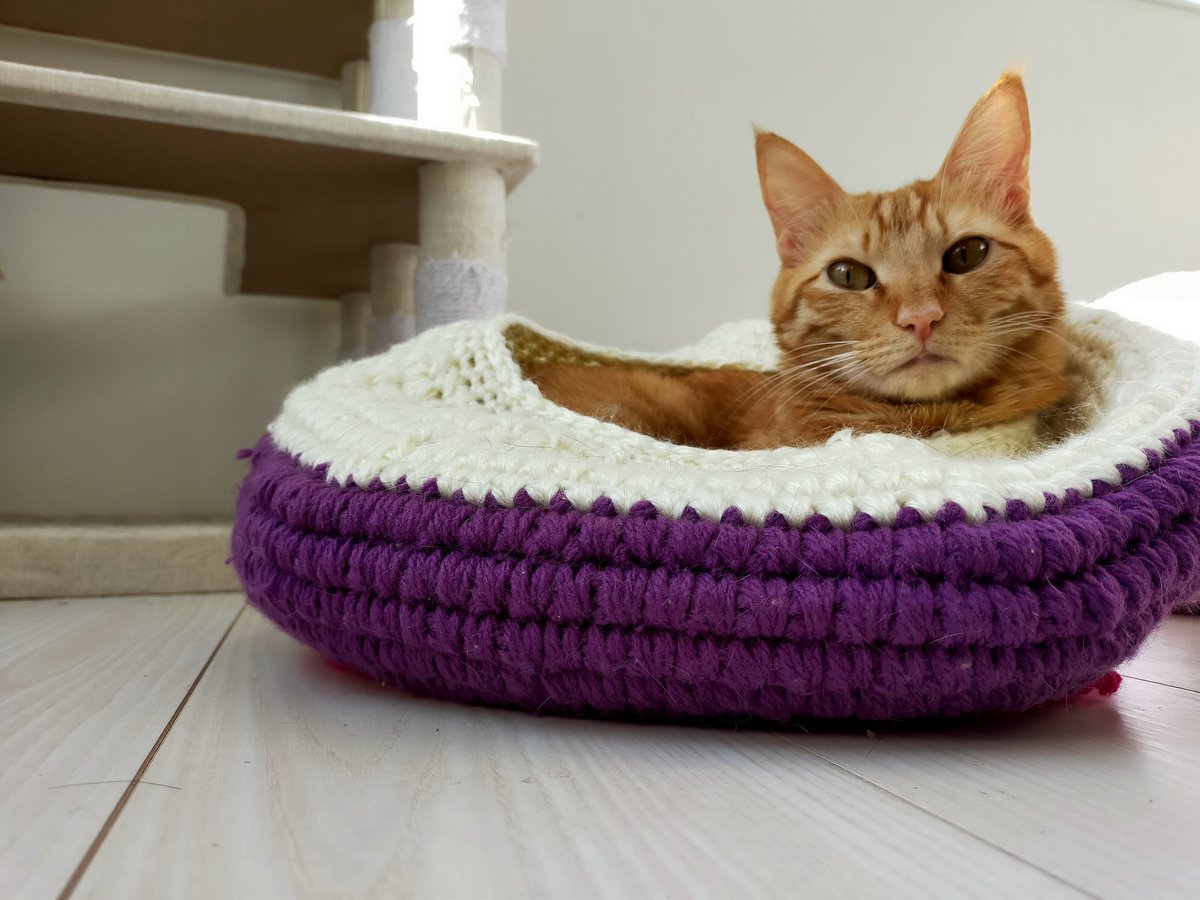 parvati69aya's tweet photo. 可愛いベイビーつくしくんが入ってくれた!
#cat #cats #katz #mau #кошка #猫 #猫だらけ #manycats #猫ボール #猫ちぐら https://t.co/ETolVk36tB