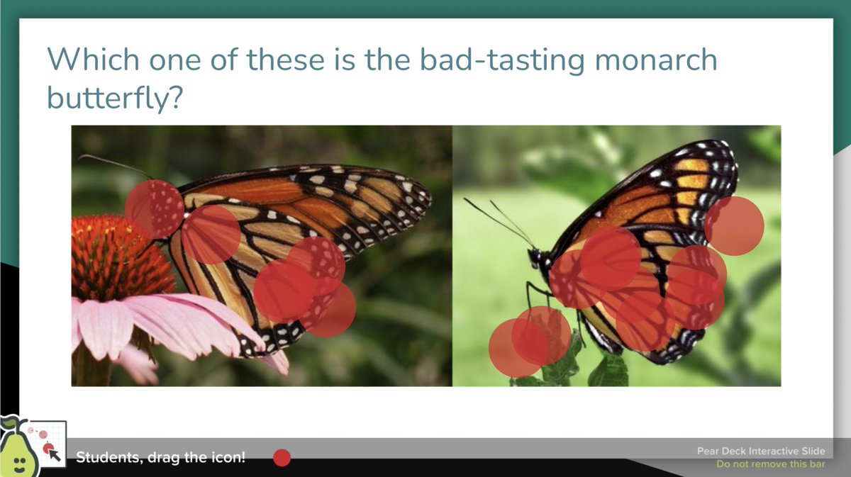 Kristen Struble tweet media