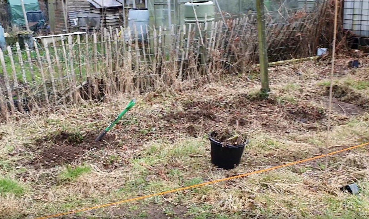 DoddysAllotment's tweet photo. Today was all about digging up roots from the brambles. Managed a few before the weather turned.
#allotment #plotclearance #brambles https://t.co/YJjb01Bnse
