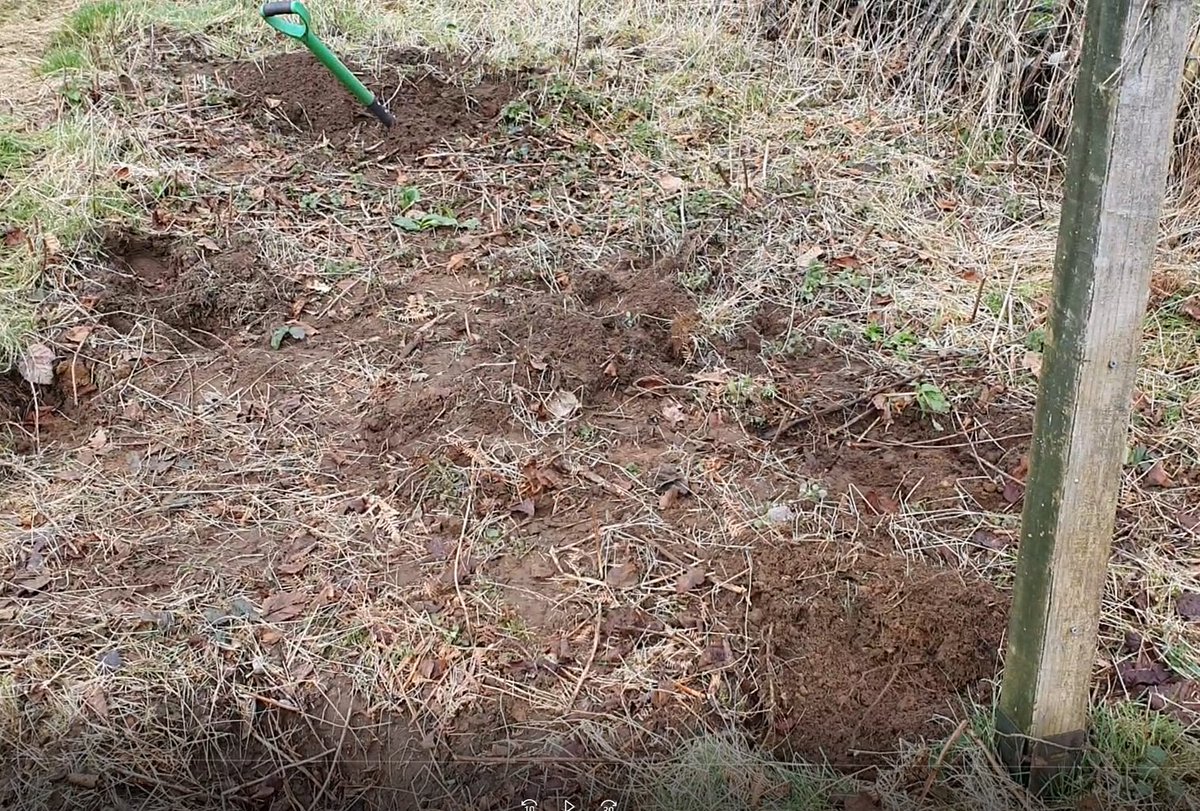 DoddysAllotment's tweet photo. Today was all about digging up roots from the brambles. Managed a few before the weather turned.
#allotment #plotclearance #brambles https://t.co/YJjb01Bnse