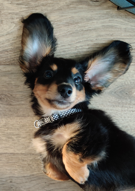 Karla with a K 🐶 tweet media