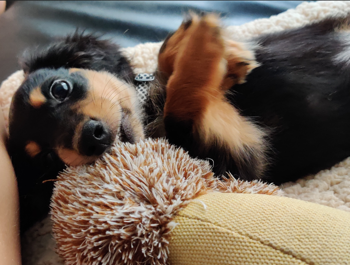 Karla with a K 🐶 tweet media