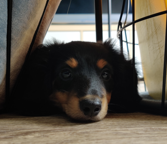 Karla with a K 🐶 tweet media