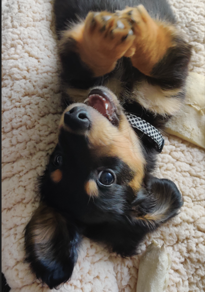 Karla with a K 🐶 tweet media